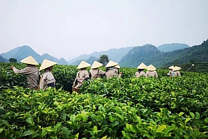 来花城叹靓茶!广州茶博会将于5月25日举行